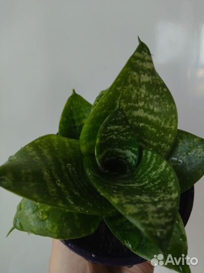 Сансевиерия ханни