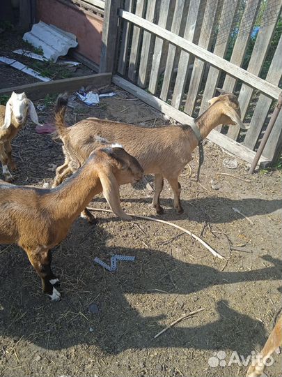 Англо нубийские козлята