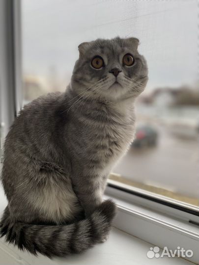 Шотландский вислоухий кот бесплатно