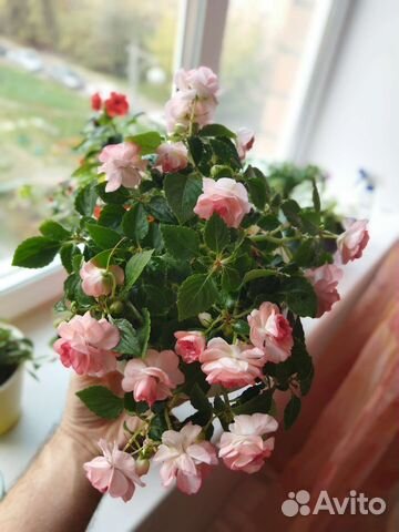 Бальзамин махровый, розовый. Взрослое растение купить в Красноярске ...