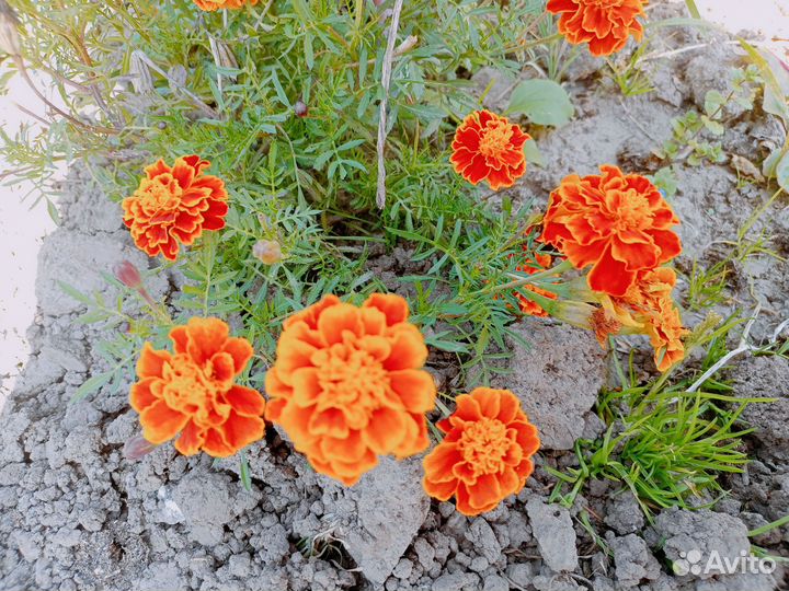 Семена бархатцев (жёлтые, пёстрые оранжевые)