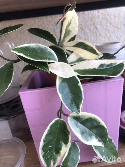 Хойя Кримсон Квин (отросток)