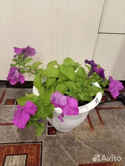 Продам цветы