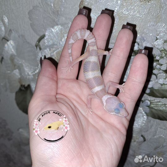 Ящерица эублефар