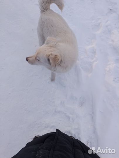 Бездомыш замерзает