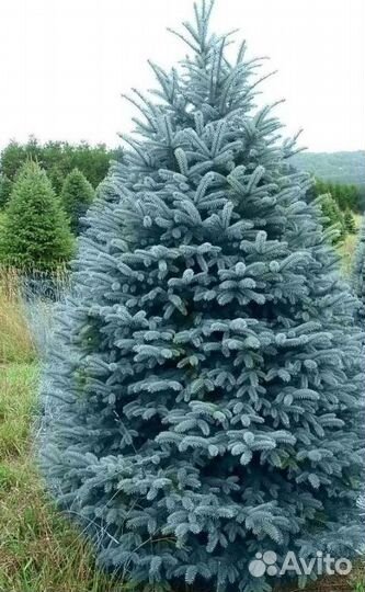 Крупномер голубой ели