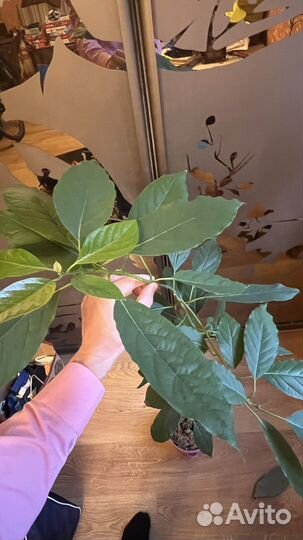 Авокадо дерево