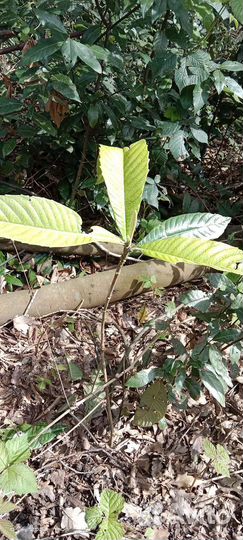 Саженцы мушмулы