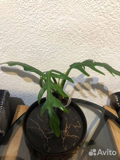 Филодендрон Элеганс