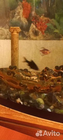 Аквариум
