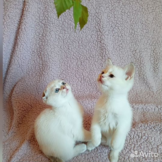 Шотландские котята