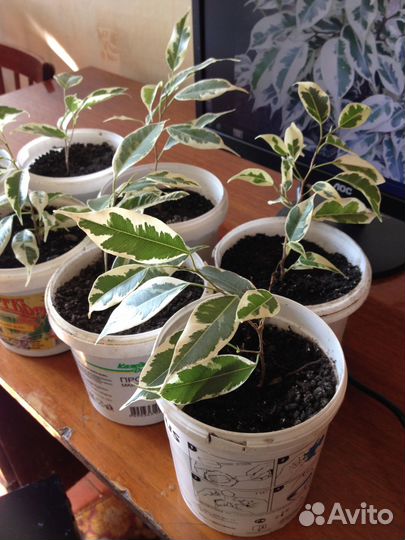 Комнатные растения цветы Фикус Бенджамина Старлайт