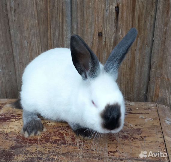 Кролики порода Калифорнийская