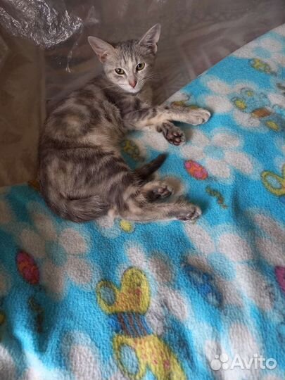 Кошки в добрые руки бесплатно