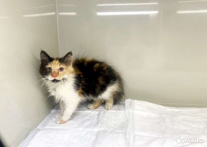 Трёхцветная Бруна (3 месяца) принесёт счастье