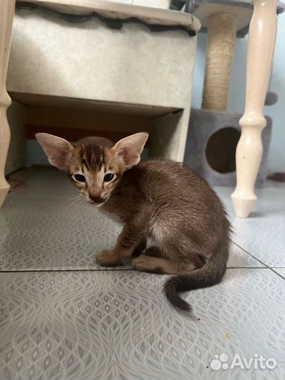 Ориентальные котята