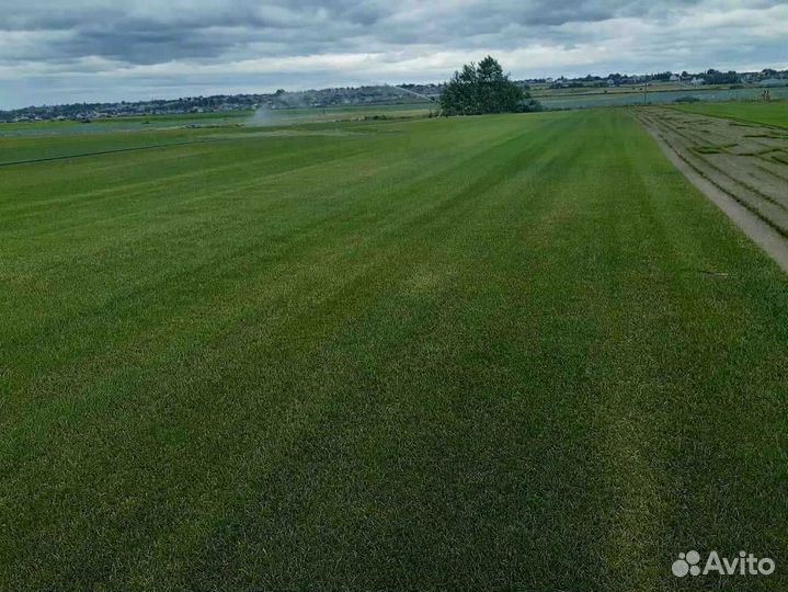 Рулонный газон, укладка, продажа