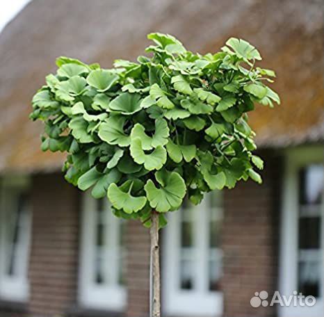 Гинкго билоба саженцы