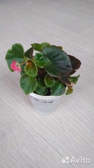 Бегония, королевская пеларгония