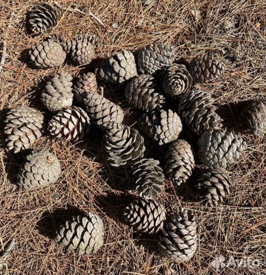 Шишки новогоднее