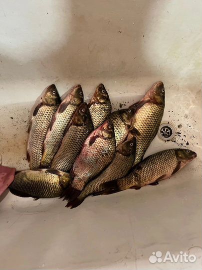 Рыбалка в Старом Победилово и Зеленом Бору