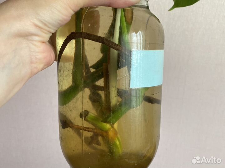 Монстера альба борзига