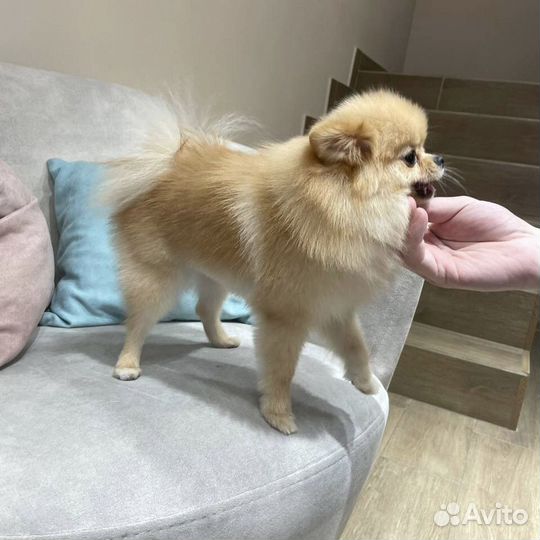 Груминг собак