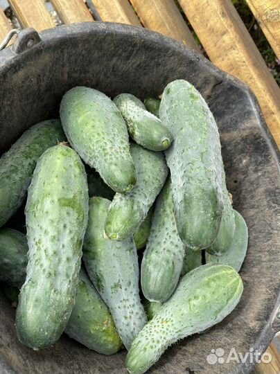 Продам огурцы