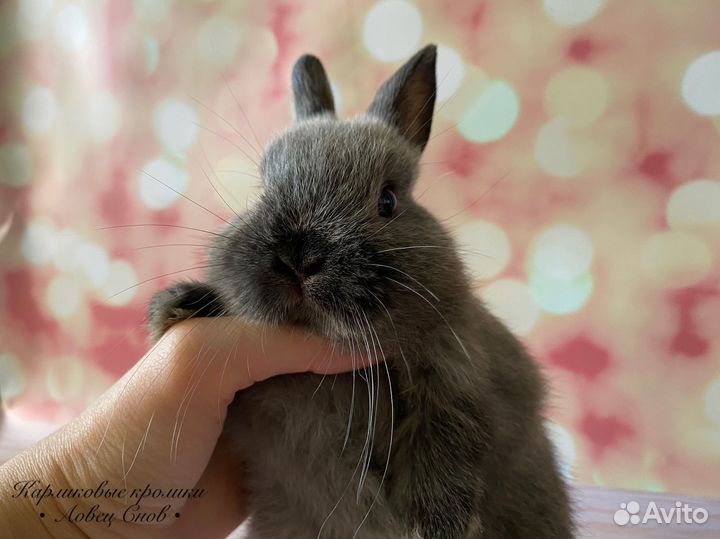 Карликовый породистый кролик Цветной карлик