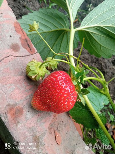 Рассада ремонтантной клубники