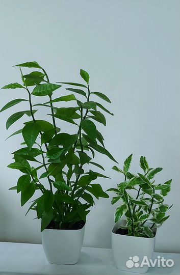 Кротоны Сингониум Эпипремнум Цветы и растения комн