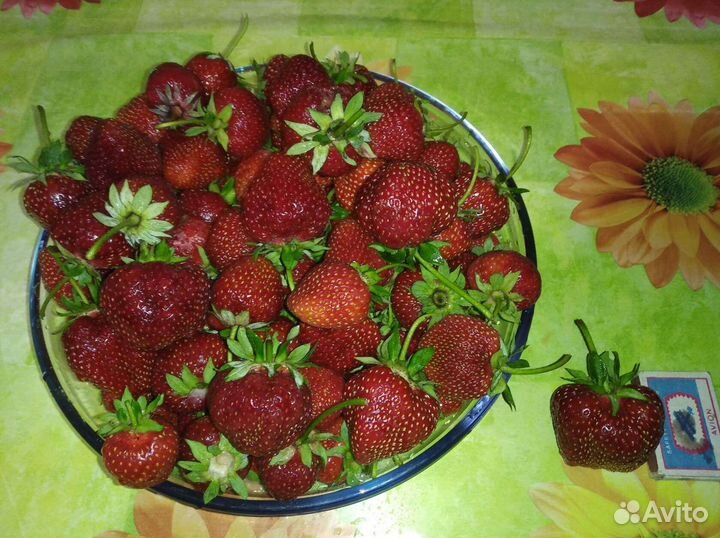 Рассада клубники рубин