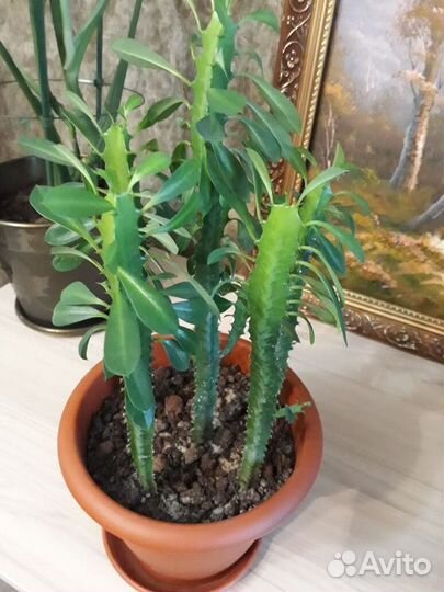 Молочай трехгранный