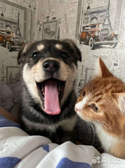 Собака в добрые руки щенок