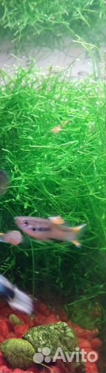 Мох и гуппи и вишнёвые креветки