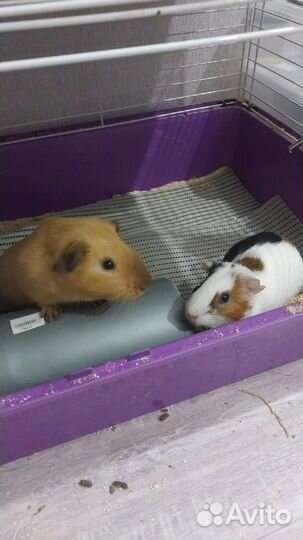 Морские свинки с клеткой