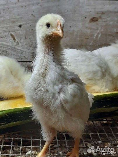 Цыплята подрощенного бройлера