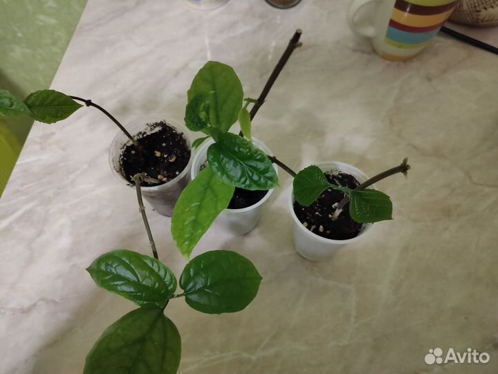 Клеродендрум томпсон