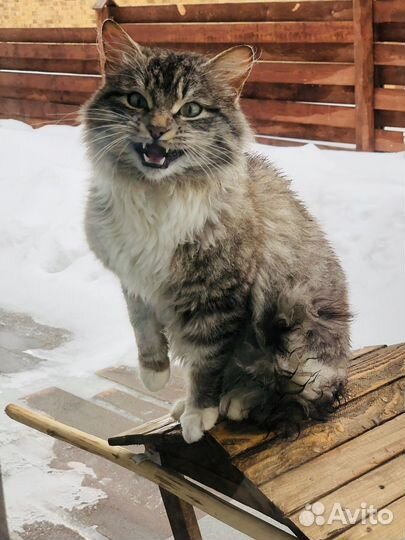 Норвежская лесная