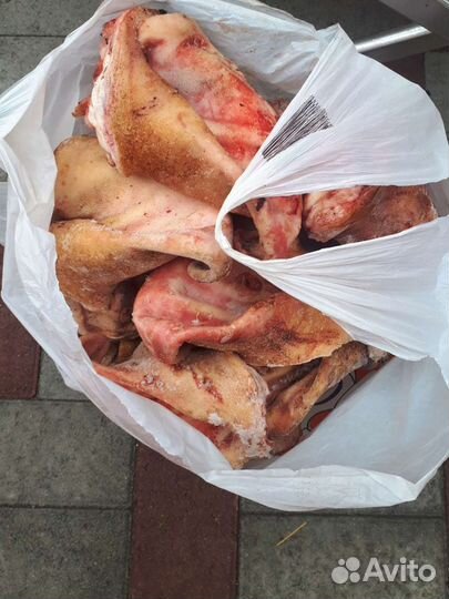 Уши свиные от домашней свинки