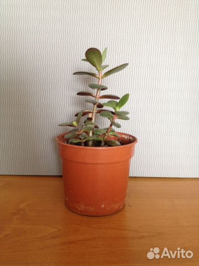 Красула толстянка (денежное дерево)