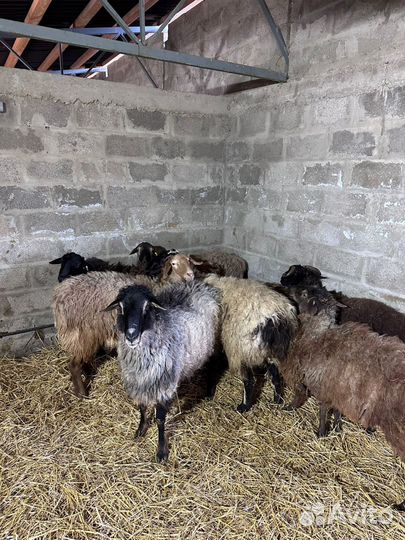 Продажа баранов на мясо живым весом