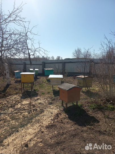 Продаются пчелы