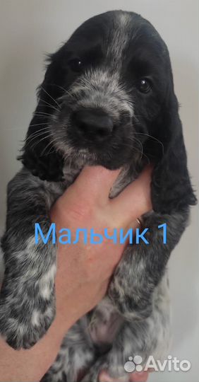 Русский охотничий спаниель щенки