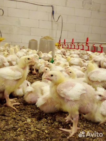 Цыплята бройлерные Росс-308