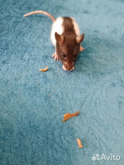 Крыса дамбо