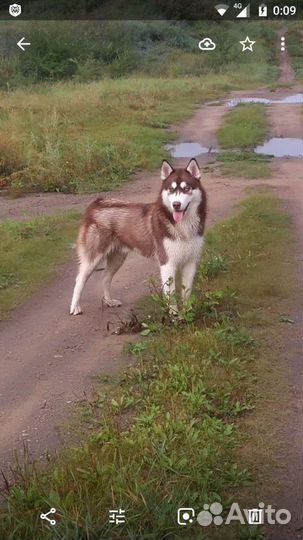 Хаски вязка