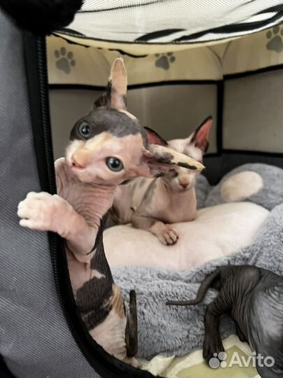 Котята сфинкс