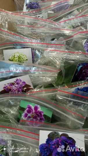 Фиалки детки, листочки