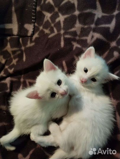 Отдам в добрые руки